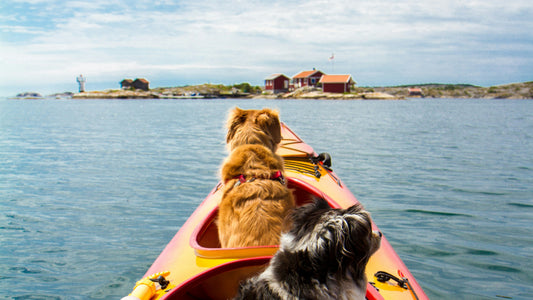 The Ultimate Guide to a Romantic Kayak Adventure in San Francisco for Couples in 2024
